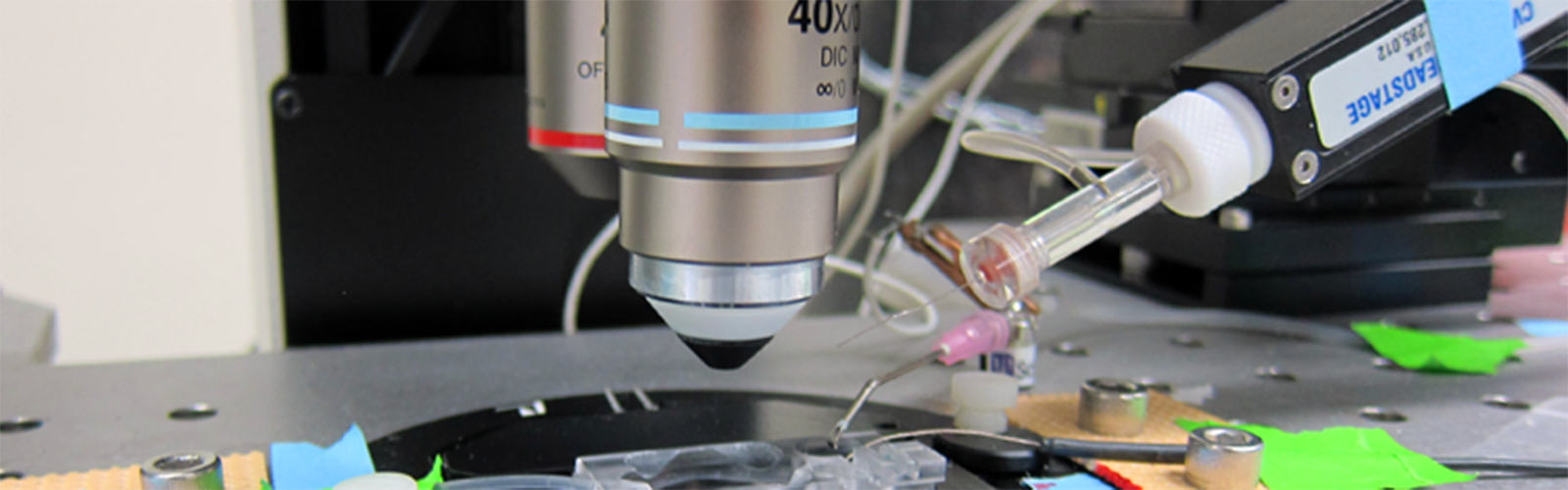 Rutecki Lab – DEPARTMENT OF NEUROLOGY – UW–Madison